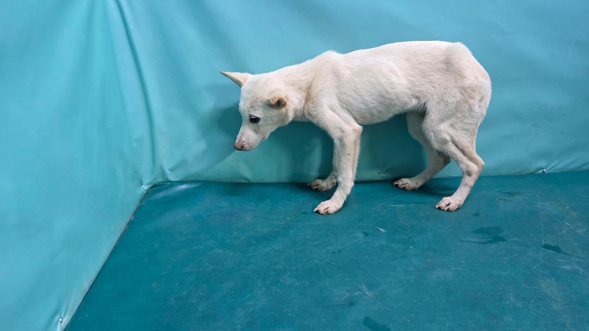 종료(자연사) 믹스…